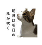 実家のキジシロ猫（個別スタンプ：26）