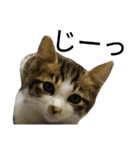 実家のキジシロ猫（個別スタンプ：27）