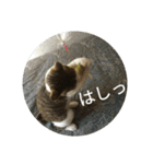 実家のキジシロ猫（個別スタンプ：30）