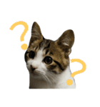 実家のキジシロ猫（個別スタンプ：31）