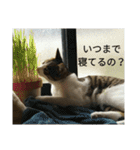 実家のキジシロ猫（個別スタンプ：33）