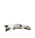 実家のキジシロ猫（個別スタンプ：34）