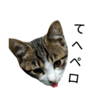 実家のキジシロ猫（個別スタンプ：37）