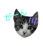 実家のキジシロ猫（個別スタンプ：38）