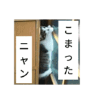 実家のキジシロ猫（個別スタンプ：39）