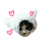 実家のキジシロ猫（個別スタンプ：40）