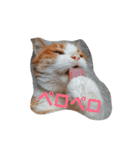 猫の表情あるある（個別スタンプ：1）