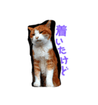猫の表情あるある（個別スタンプ：2）