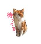 猫の表情あるある（個別スタンプ：3）