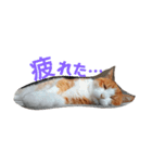 猫の表情あるある（個別スタンプ：4）