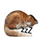 猫の表情あるある（個別スタンプ：5）