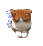 猫の表情あるある（個別スタンプ：6）