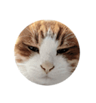 猫の表情あるある（個別スタンプ：7）