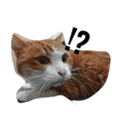 猫の表情あるある（個別スタンプ：8）