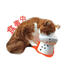 猫の表情あるある（個別スタンプ：9）