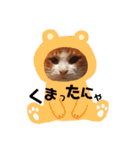 猫の表情あるある（個別スタンプ：10）