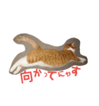 猫の表情あるある（個別スタンプ：12）
