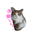 猫の表情あるある（個別スタンプ：13）