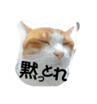猫の表情あるある（個別スタンプ：15）