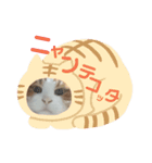 猫の表情あるある（個別スタンプ：16）
