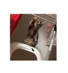 我が家のにゃんこの日常生活！（個別スタンプ：1）