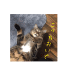 我が家のにゃんこの日常生活！（個別スタンプ：2）
