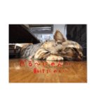 我が家のにゃんこの日常生活！（個別スタンプ：4）