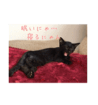 我が家のにゃんこの日常生活！（個別スタンプ：5）