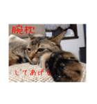 我が家のにゃんこの日常生活！（個別スタンプ：6）