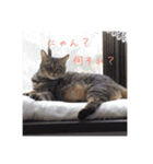 我が家のにゃんこの日常生活！（個別スタンプ：11）