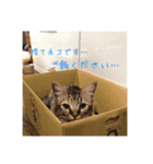 我が家のにゃんこの日常生活！（個別スタンプ：16）