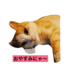 ぷぅアル（個別スタンプ：1）