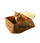 ぷぅアル（個別スタンプ：2）