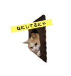 ぷぅアル（個別スタンプ：5）