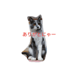 日本ねこ24（個別スタンプ：3）