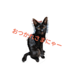 日本ねこ24（個別スタンプ：4）