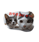 日本ねこ24（個別スタンプ：5）
