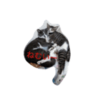 日本ねこ24（個別スタンプ：7）