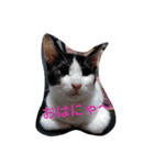 日本ねこ24（個別スタンプ：9）