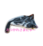 日本ねこ24（個別スタンプ：10）