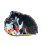 日本ねこ24（個別スタンプ：11）