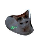 日本ねこ24（個別スタンプ：12）