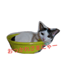 日本ねこ24（個別スタンプ：16）