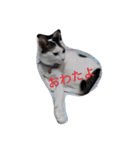 日本ねこ24（個別スタンプ：17）