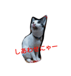 日本ねこ24（個別スタンプ：18）