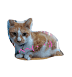 日本ねこ24（個別スタンプ：19）