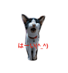 日本ねこ24（個別スタンプ：21）