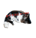 日本ねこ24（個別スタンプ：22）