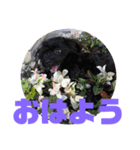 トイプードルとシーズーのMIX犬エマ 3（個別スタンプ：1）