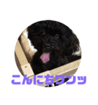 トイプードルとシーズーのMIX犬エマ 3（個別スタンプ：2）